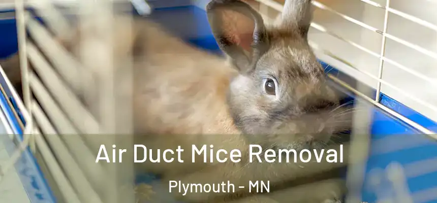  Air Duct Mice Removal Plymouth - MN